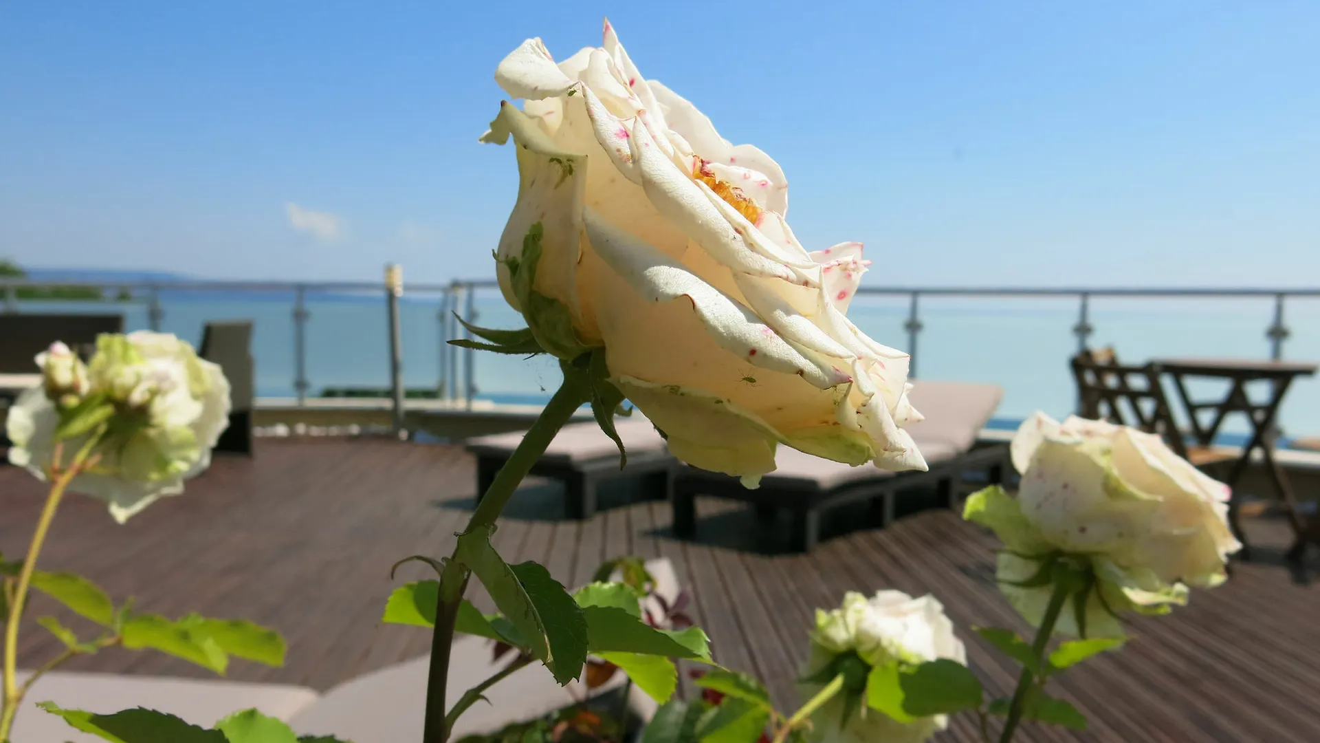 Family Hotel Albizia Beach Varna